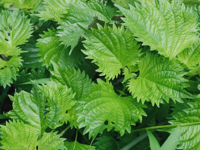 シソを「植えてはいけない」と言われる5つの理由