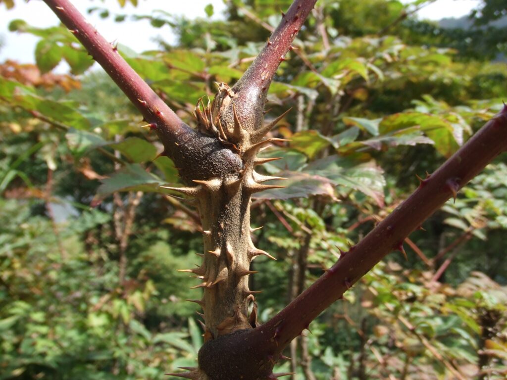 タラの木を植えてはいけない3つの理由