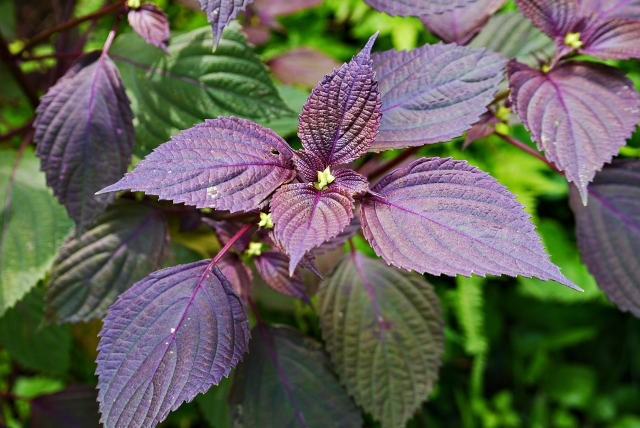 シソを上手に育てるための「植えてはいけない」を回避する方法