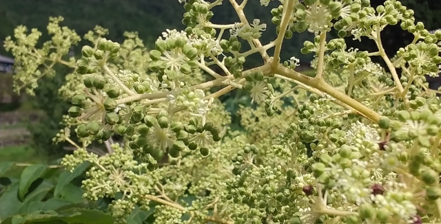 タラの木を植えてはいけない理由