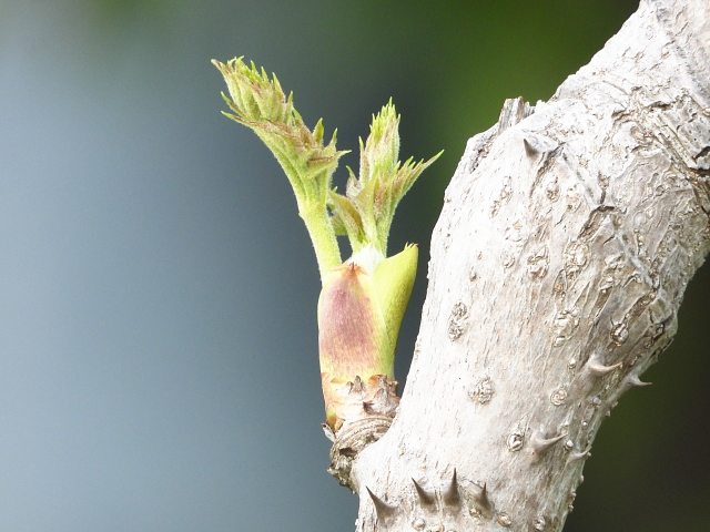 植えてはいけないと言われるタラの木の育て方