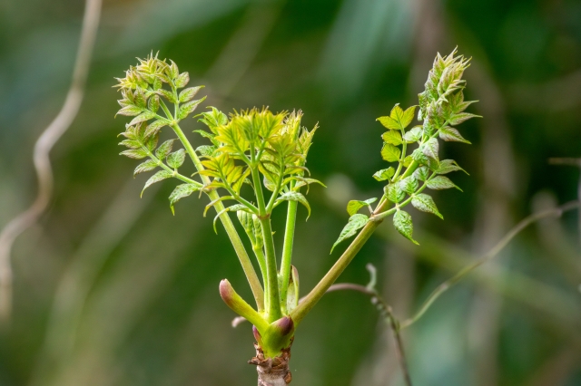 プランター栽培の良いところ