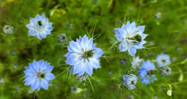 ニゲラを植えてはいけないと言われる主な理由
