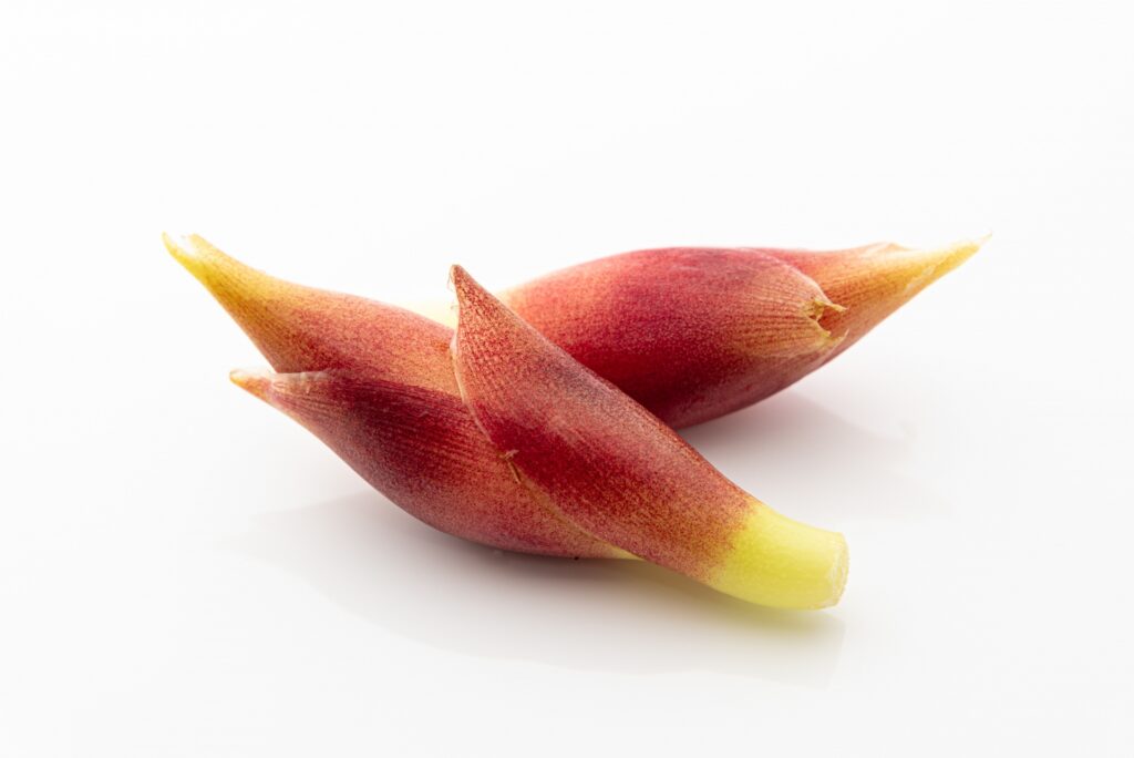 ミョウガを植えてはいけない理由と注意点