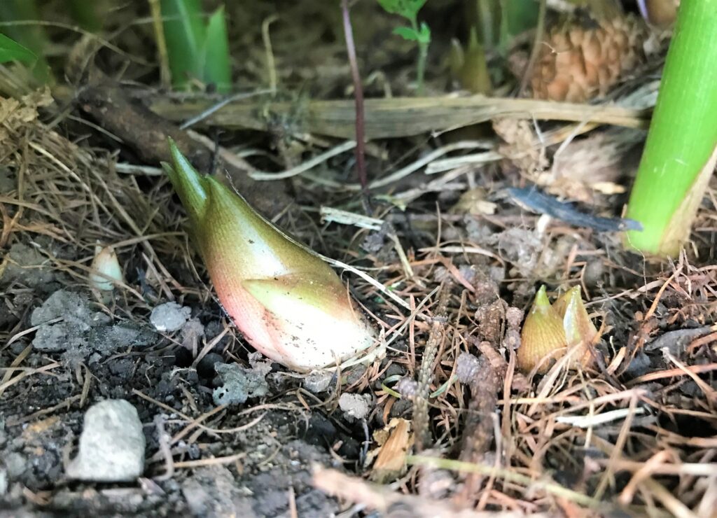 ミョウガを植えてはいけない場所での正しい栽培方法