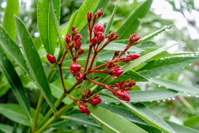 夾竹桃はなぜ植えるのか?
