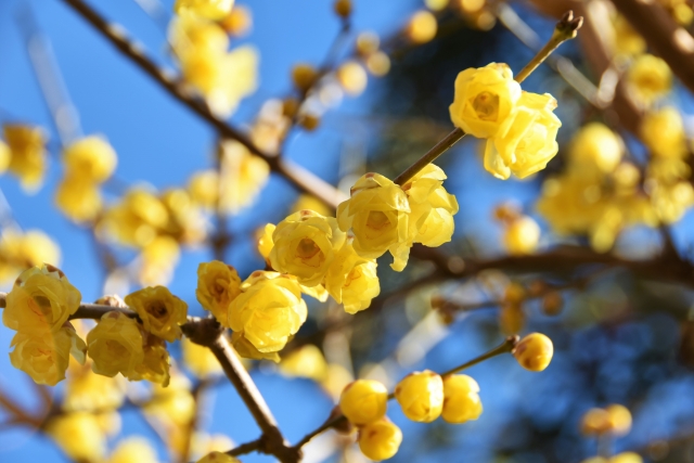 蝋梅を庭に植えてはいけないと言われる5つの理由【注意点を徹底解説】