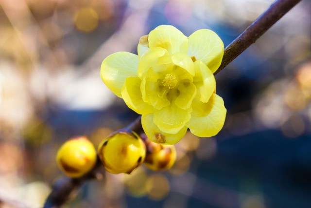 蝋梅を庭に植えてはいけない場合の正しい育て方