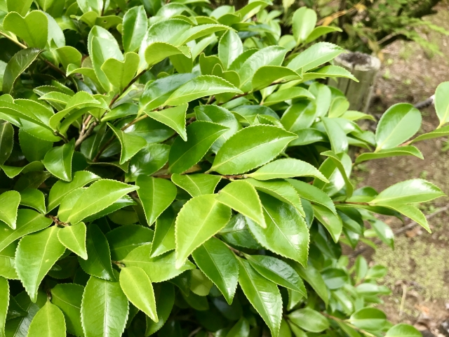 月桂樹を庭に植えてはいけない場合の対処法