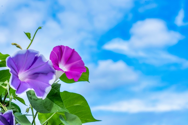 朝顔の植え方で失敗しないコツ