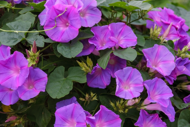 庭に植えてはいけない朝顔の正しい栽培管理