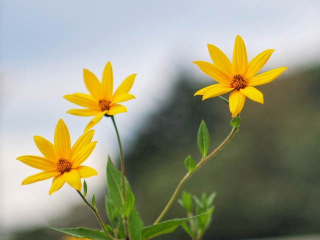 菊芋を植えてはいけないと言われる理由