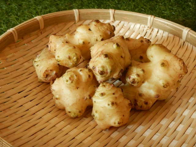 菊芋を植えてはいけない場合の対策と活用法