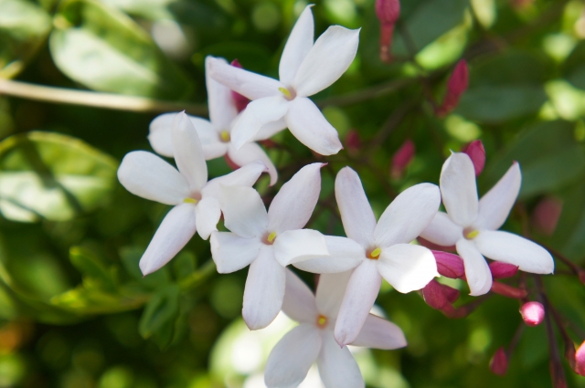 それでもハゴロモジャスミンを楽しみたい！上手に育てるコツ