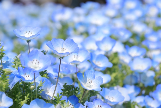 ネモフィラを植えてはいけない庭でも失敗せず育てる正しい方法