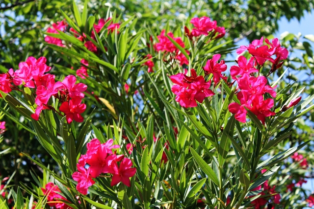 【理由別】庭に植えてはいけない植物ランキングTOP15