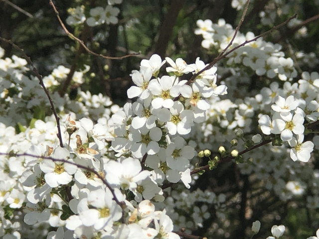 ユキヤナギを庭に植えてはいけない理由とは