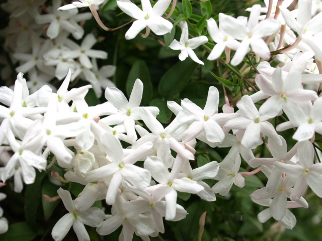 ハゴロモジャスミンを植えてはいけないと言われる5つの理由