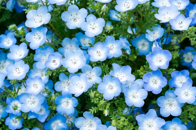 ネモフィラを植えてはいけないと言われる5つの理由【失敗談から学ぶ】