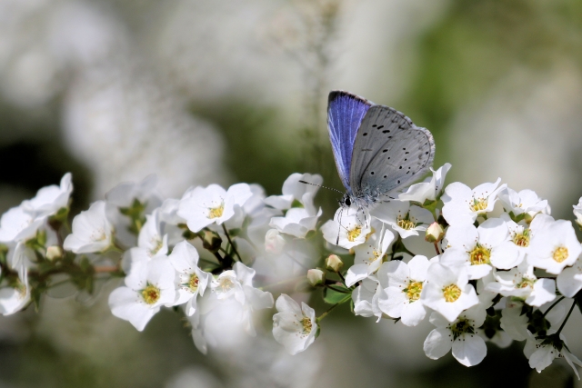 「ユキヤナギ 庭に植えてはいけない」は本当？