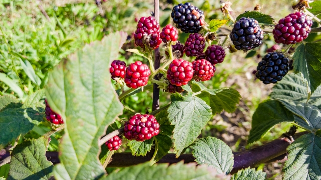 ラズベリーを植えてはいけないと言われる理由