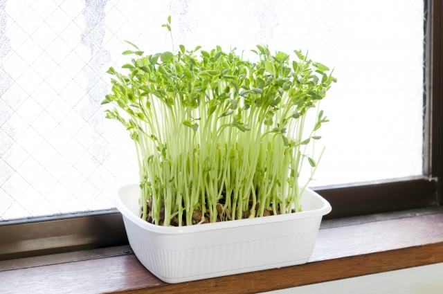 豆苗を庭に植えてはいけない場合でも賢く育てる方法