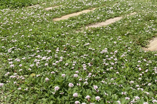 クラピアを植えてはいけない場所・植えても大丈夫な場所の見極め方