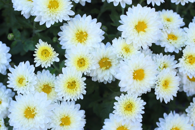 菊を庭に植えてはいけない7つの理由