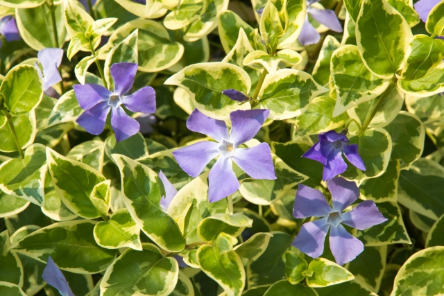 ツルニチニチソウを植えてはいけないと言われる5つの理由【地植えは要注意】