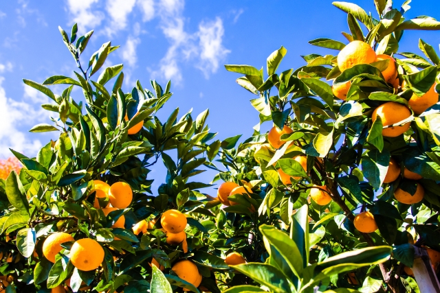 みかんの木を庭に植えてはいけないと言われる理由と正しい植え方