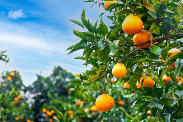 みかんの木を庭に植える前に知っておきたい情報