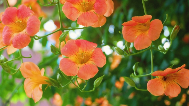 ノウゼンカズラを植えてはいけない場合でも安全に楽しむ方法