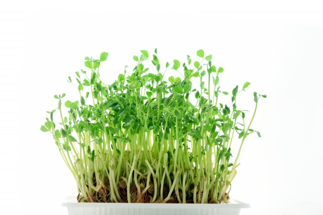 豆苗を庭に植えてはいけない理由と実際に起こること