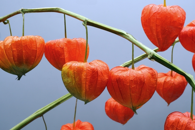 ほおずきを庭に植えてはいけない場合の代替案と楽しみ方