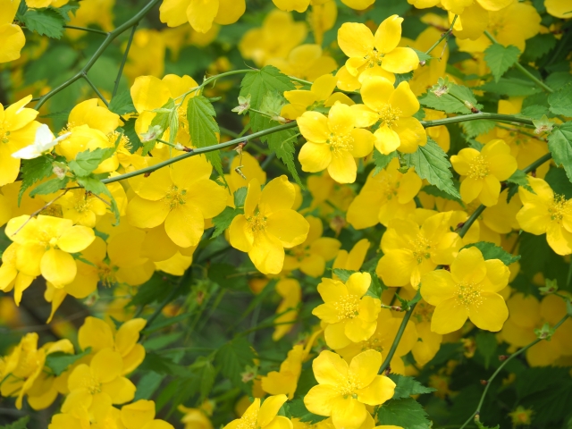 山吹を植えてはいけないと言われる理由