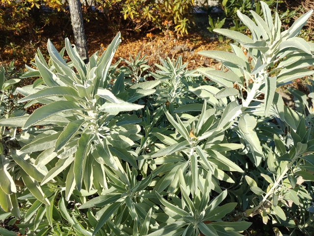 ホワイトセージを安全に楽しむための正しい育て方