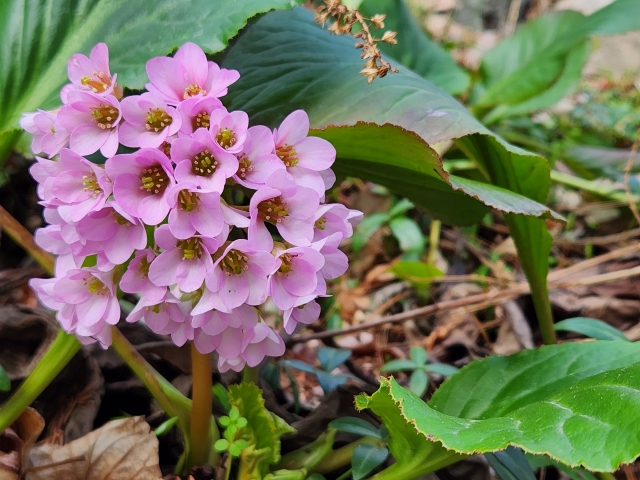 ユキノシタを植えてはいけない7つの理由