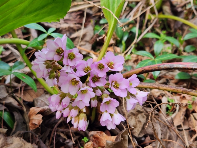 ユキノシタを植える場合の5つの対策