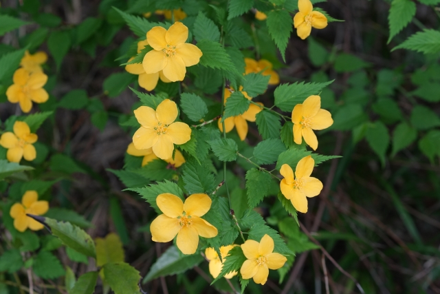 山吹を育てる前に知っておきたい基礎知識