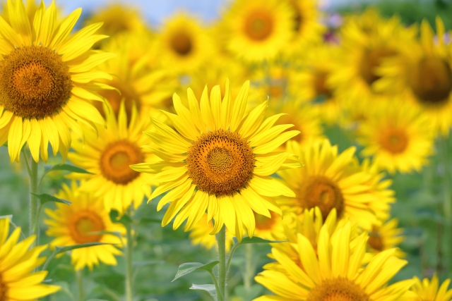 ひまわりを庭に植えてはいけないと言われる5つの理由