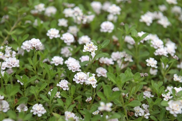 クラピアを植えてはいけないと言われる7つの理由