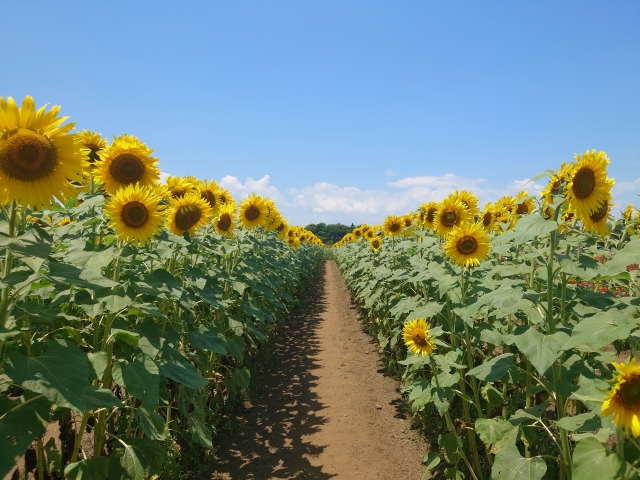 ひまわりを庭に植えても大丈夫な場合と安全な育て方