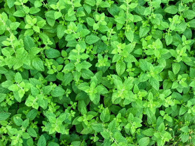 レモンバームを安全に育てる方法と便利な活用術