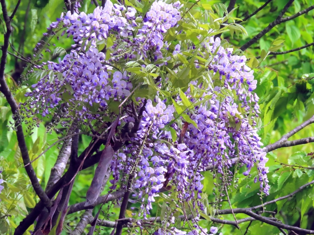 藤の花を庭に植えてはいけない場合の安全な楽しみ方