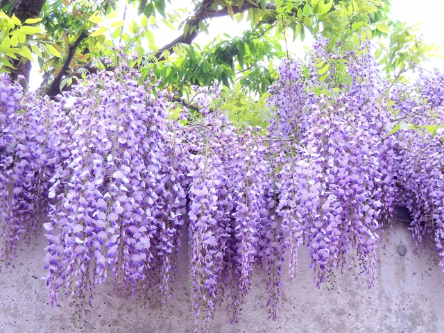 藤の花を庭に植えてはいけない5つの理由【デメリットを徹底解説】