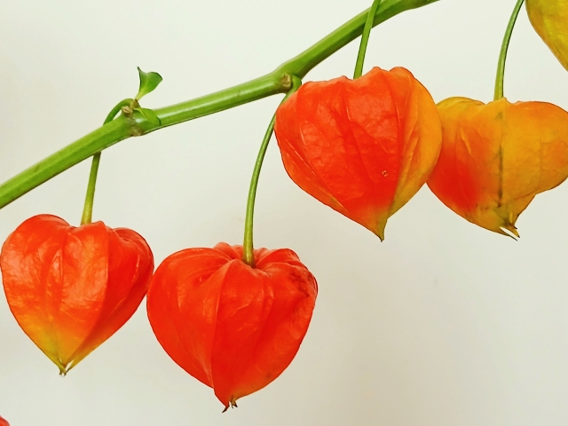 ほおずきを庭に植えてはいけない理由と対策【重要】