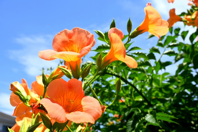 ノウゼンカズラを植えてはいけないと言われる5つの理由     