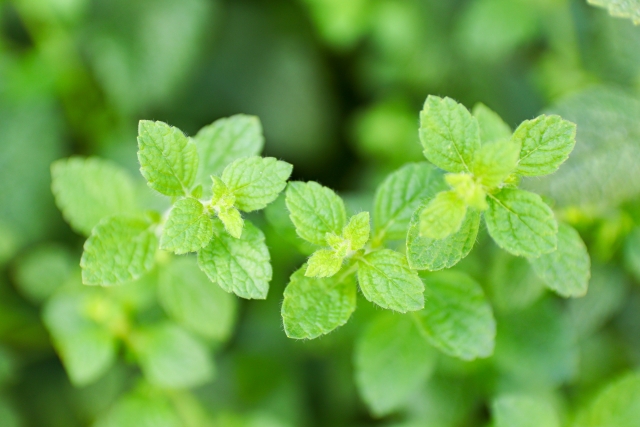 レモンバームを「植えてはいけない」と言われる本当の理由