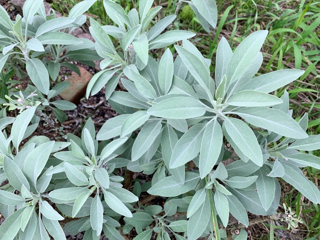 ホワイトセージを庭に植えてはいけない5つの理由【必読】