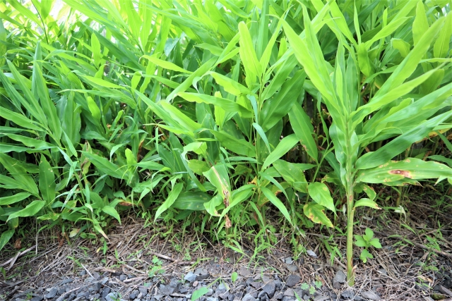 ミョウガを植えっぱなしにする場合の6つの管理方法